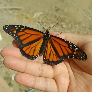 Meet your Posher, Elizabeth